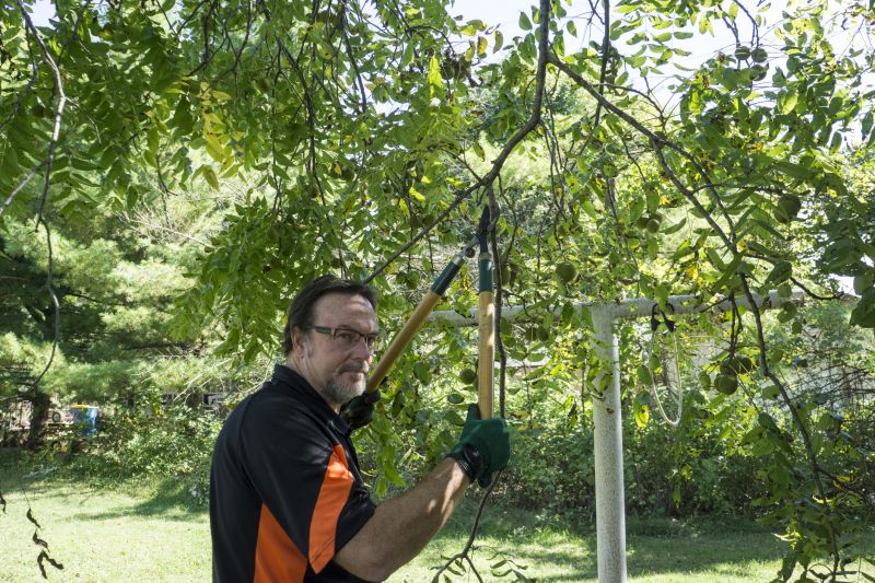 Palm Tree Trimming in Pottstown, PA
