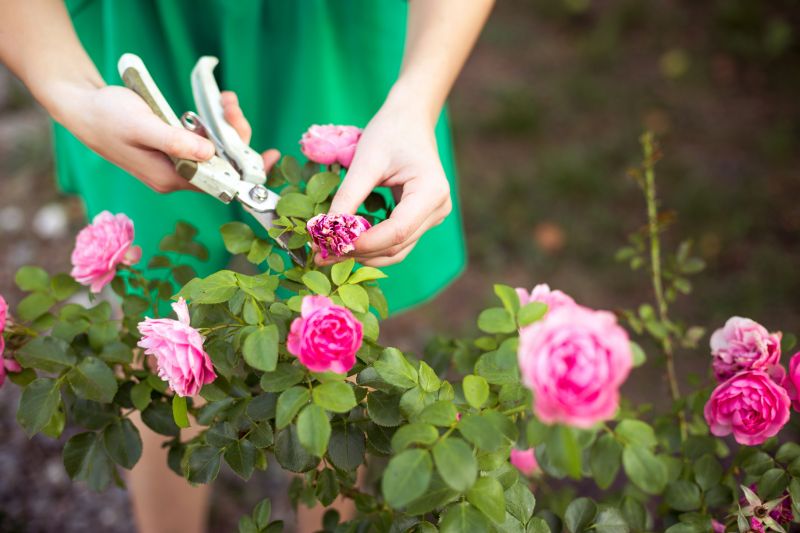 Rhododendron Pruning in Honolulu, HI