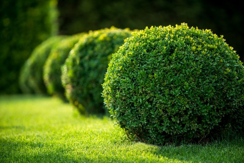 Shaped Bushes in Garden