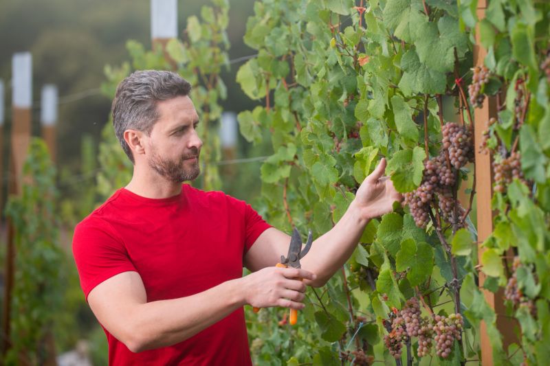 Vines Trimming