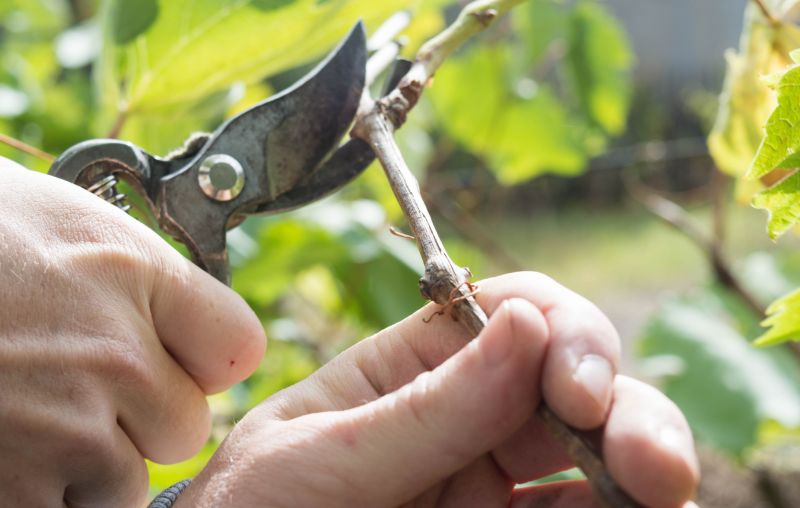 Vines Trimming